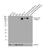 Mouse anti-Human IgG Fc (CH2 domain) Secondary Antibody