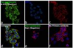 Cytokeratin Pan Type I/II Antibody