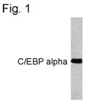 C/EBP alpha Monoclonal Antibody (15C8)