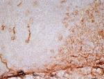 Thrombomodulin Antibody in Immunohistochemistry (Frozen) (IHC (F))