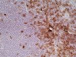 ITGA4 Antibody in Immunohistochemistry (Frozen) (IHC (F))