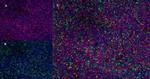 ITGA4 Antibody in Immunohistochemistry (Frozen) (IHC (F))
