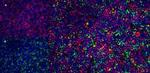 ITGA4 Antibody in Immunohistochemistry (Frozen) (IHC (F))