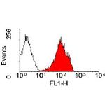 MHC Class I (RT1-A) Monoclonal Antibody (MRC OX-18)