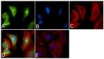 PLK1 Antibody in Immunocytochemistry (ICC/IF)