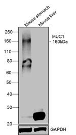 MUC1 Antibody in Western Blot (WB)