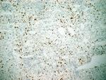 CD11b Antibody in Immunohistochemistry (Frozen) (IHC (F))