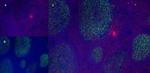 CD11b Antibody in Immunohistochemistry (Frozen) (IHC (F))
