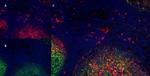 CD11b Antibody in Immunohistochemistry (Frozen) (IHC (F))