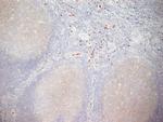 CD11b Antibody in Immunohistochemistry (Frozen) (IHC (F))
