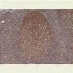 MCM5 Monoclonal Antibody (CRCT5.1 (A2.7A3))