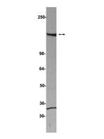 SAFB Monoclonal Antibody (4i59)