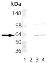 TCP1 Monoclonal Antibody (23c)