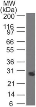 PGRP-S Antibody in Western Blot (WB)
