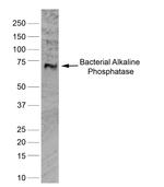 ALPL Monoclonal Antibody (0.G.2)