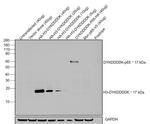 DYKDDDDK Tag Monoclonal Antibody (FG4R), HRP