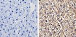 Recoverin Antibody in Immunohistochemistry (Paraffin) (IHC (P))
