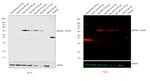 c-Myc Antibody in Western Blot (WB)
