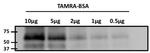 TAMRA Monoclonal Antibody (5G5)