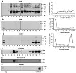 PSD-95 Antibody in Western Blot (WB)