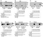 PSD-95 Antibody in Western Blot (WB)