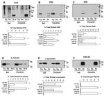 PSD-95 Antibody in Western Blot (WB)