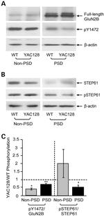 PSD-95 Antibody in Western Blot (WB)