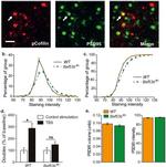 PSD-95 Antibody in Immunohistochemistry (IHC)