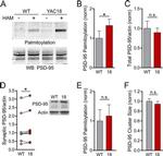 PSD-95 Antibody in Western Blot (WB)