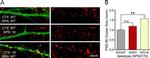 PSD-95 Antibody in Immunocytochemistry (ICC/IF)