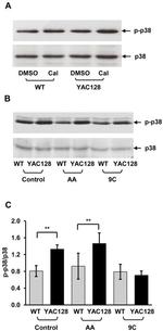 PSD-95 Antibody in Western Blot (WB)