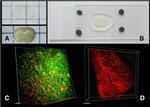 PSD-95 Antibody in Immunohistochemistry (IHC)