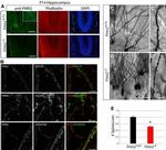 PSD-95 Antibody in Immunohistochemistry (IHC)