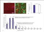 PSD-95 Antibody in Immunocytochemistry (ICC/IF)