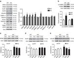 PSD-95 Antibody in Western Blot (WB)