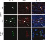 PSD-95 Antibody in Immunohistochemistry (IHC)