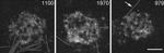 PSD-95 Antibody in Immunomicroscopy (IM)