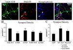 PSD-95 Antibody in Immunohistochemistry (IHC)