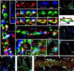 PSD-95 Antibody in Immunohistochemistry (IHC)