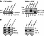 PSD-95 Antibody in Western Blot (WB)