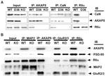 PSD-95 Antibody in Western Blot (WB)