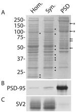 PSD-95 Antibody in Western Blot (WB)