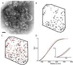 PSD-95 Antibody in Immunomicroscopy (IM)