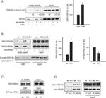 PSD-95 Antibody in Western Blot (WB)