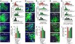 PSD-95 Antibody in Immunohistochemistry (IHC)