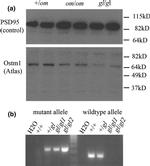 PSD-95 Antibody in Western Blot (WB)