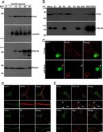 PSD-95 Antibody in Immunocytochemistry (ICC/IF)