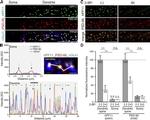 PSD-95 Antibody in Immunohistochemistry (IHC)