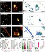 PSD-95 Antibody in Immunocytochemistry (ICC/IF)