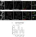 PSD-95 Antibody in Immunocytochemistry (ICC/IF)